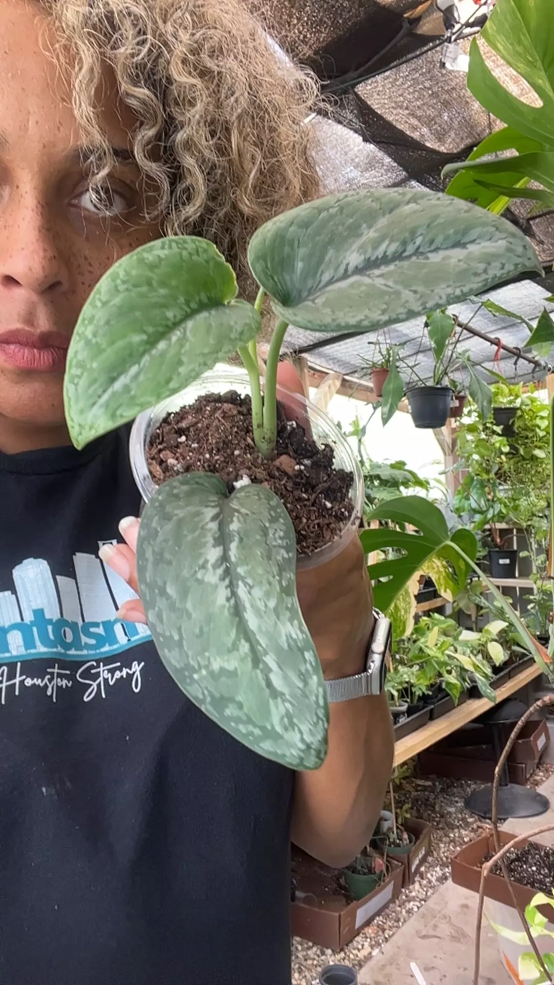 plant/scindapsus mt salak growers choice-0