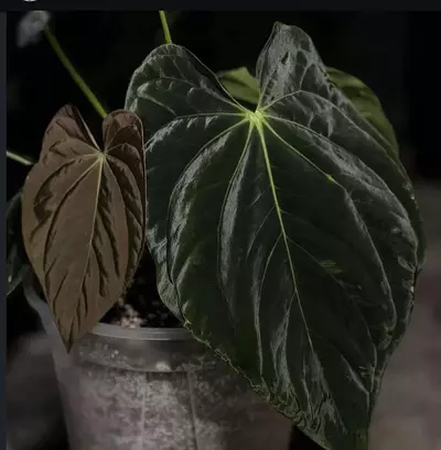 plant/anthurium bvep round bbl x Carla OG5 RA8 #4-1-thumbnail