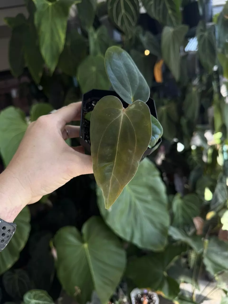 plant/anthurium bvep round bbl x Carla OG5 RA8 #4-0