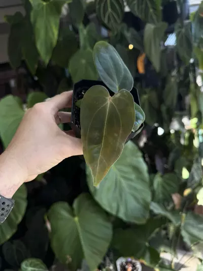 plant/anthurium bvep round bbl x Carla OG5 RA8 #4-0-thumbnail