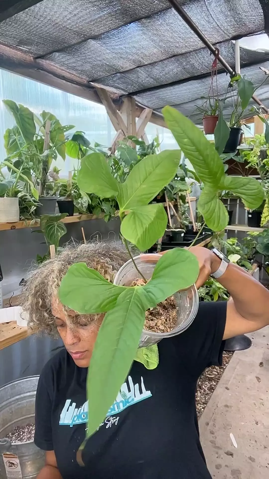 plant/Anthurium draconopterum-0