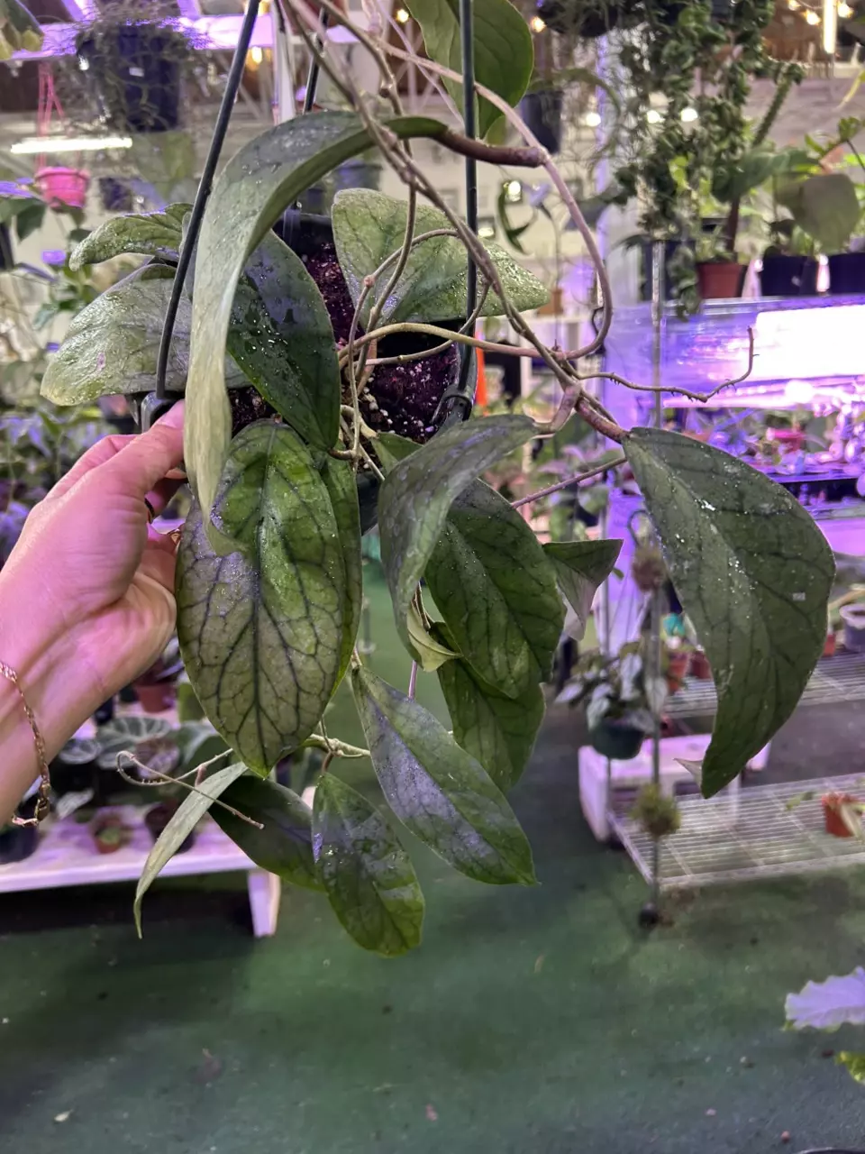 plant/hoya vittelinoides 0375-0