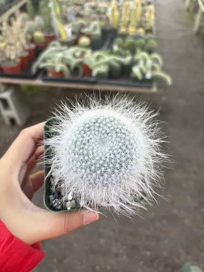 plant/Mammillaria Hahniana-0-thumbnail