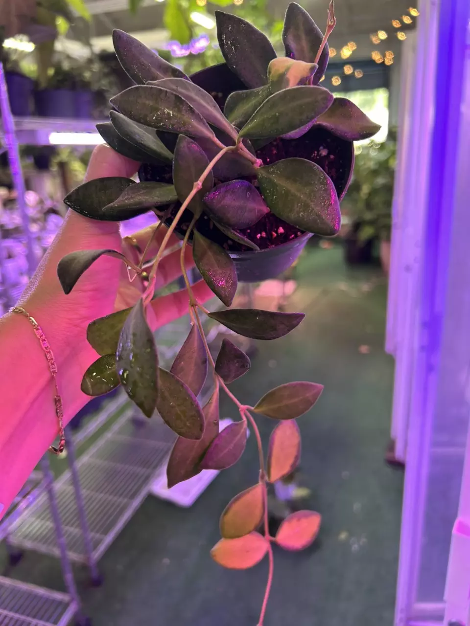 plant/1649 Hoya burtanie variegated-0