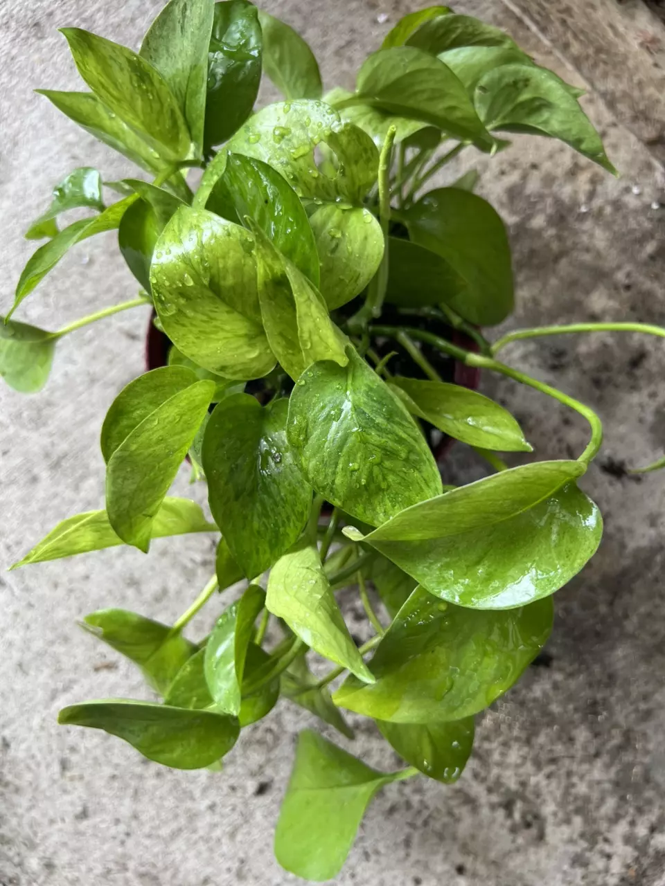 plant/Jessenia 6 inch pot-0