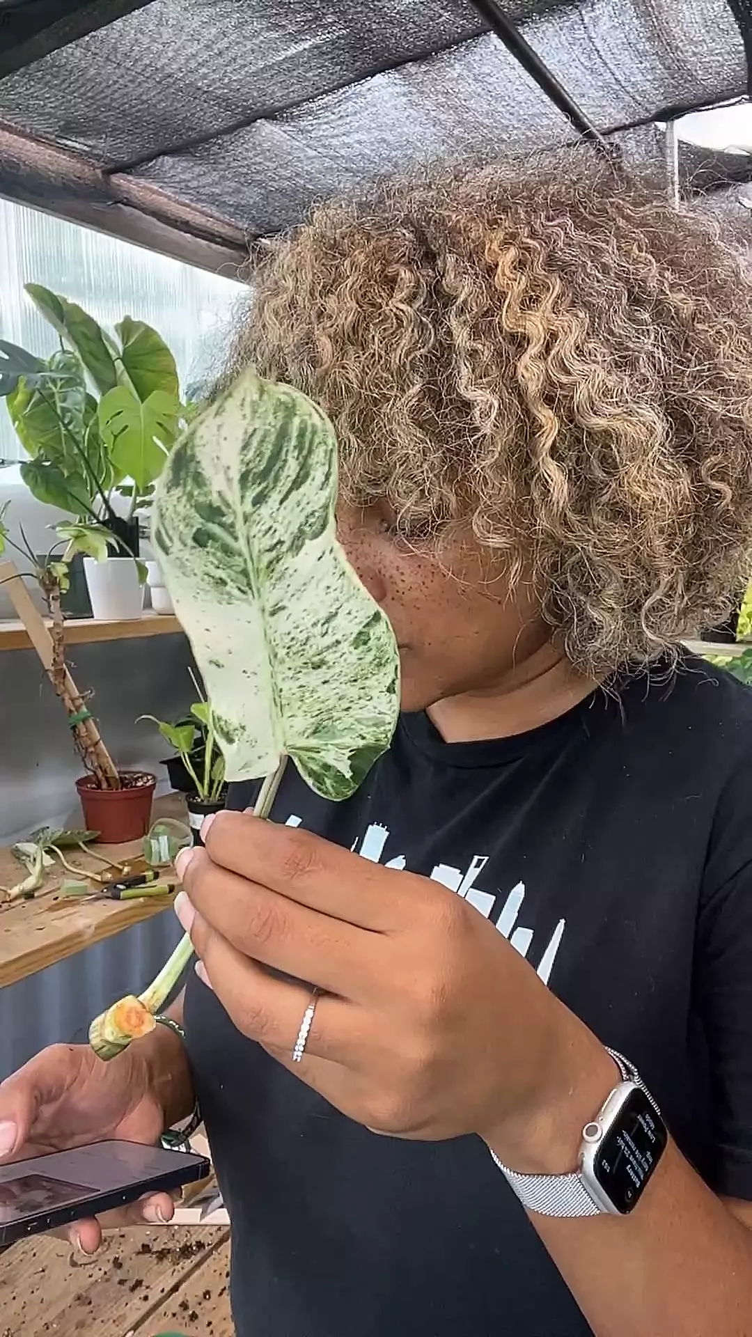 plant/philodendron emerald ice cutting-0