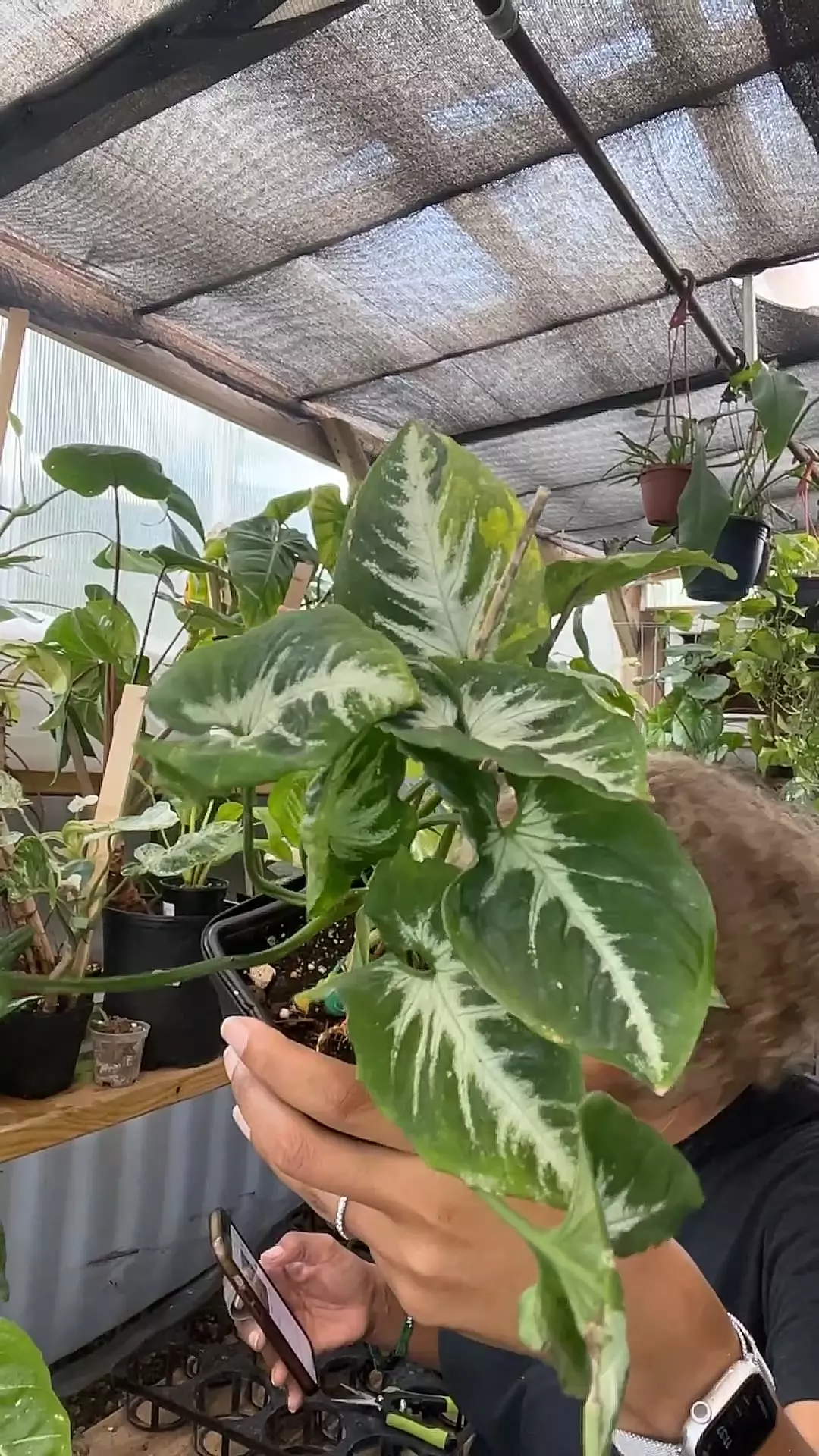 plant/Syngonium scrambled eggs-0