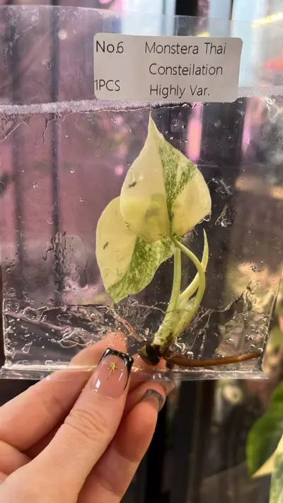 plant/914 - TC Monstera - Thai Constellation 🌌-0-thumbnail