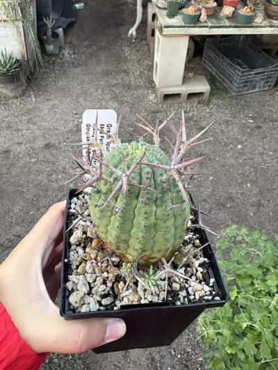 plant/Euphorbia Stellispina-0-thumbnail