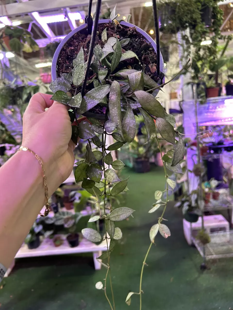 plant/0164 hoya lacunosa-0