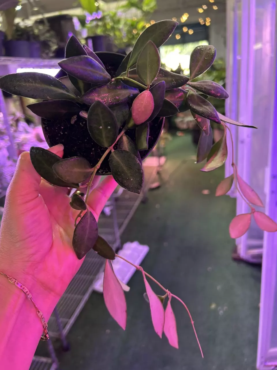 plant/1765 Hoya burtanie variegated-0