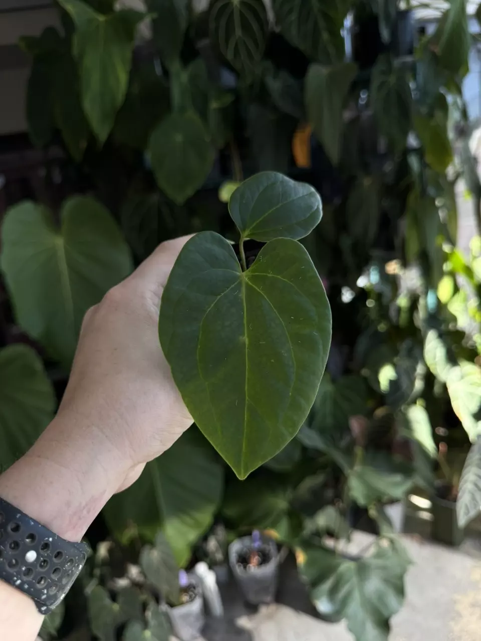 plant/anthurium Pap RA18 x Wide Bess #1-0