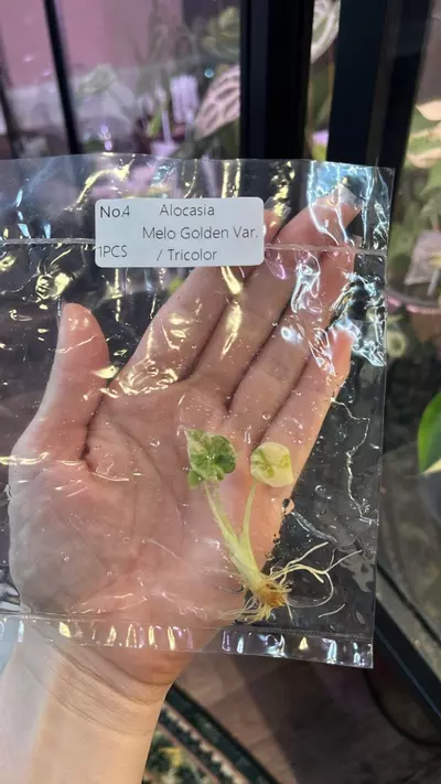 plant/917 -TC- Alocasia Melo Gold ✨-0-thumbnail