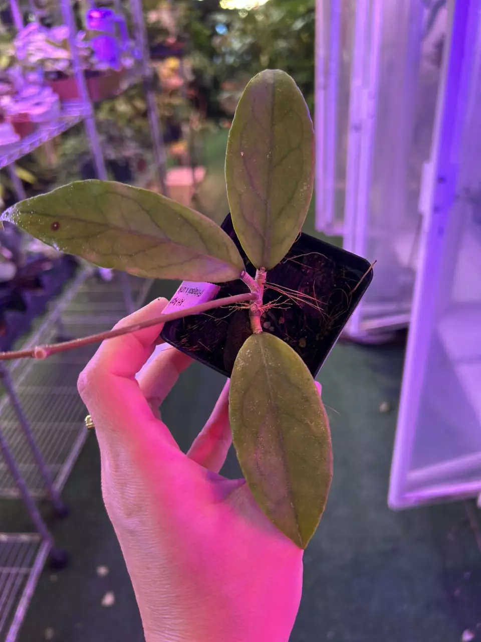 plant/0414 Hoya finlasoyni AH april-0