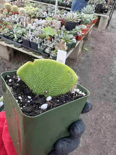 plant/Crested Baked Monkey Tail-0-thumbnail