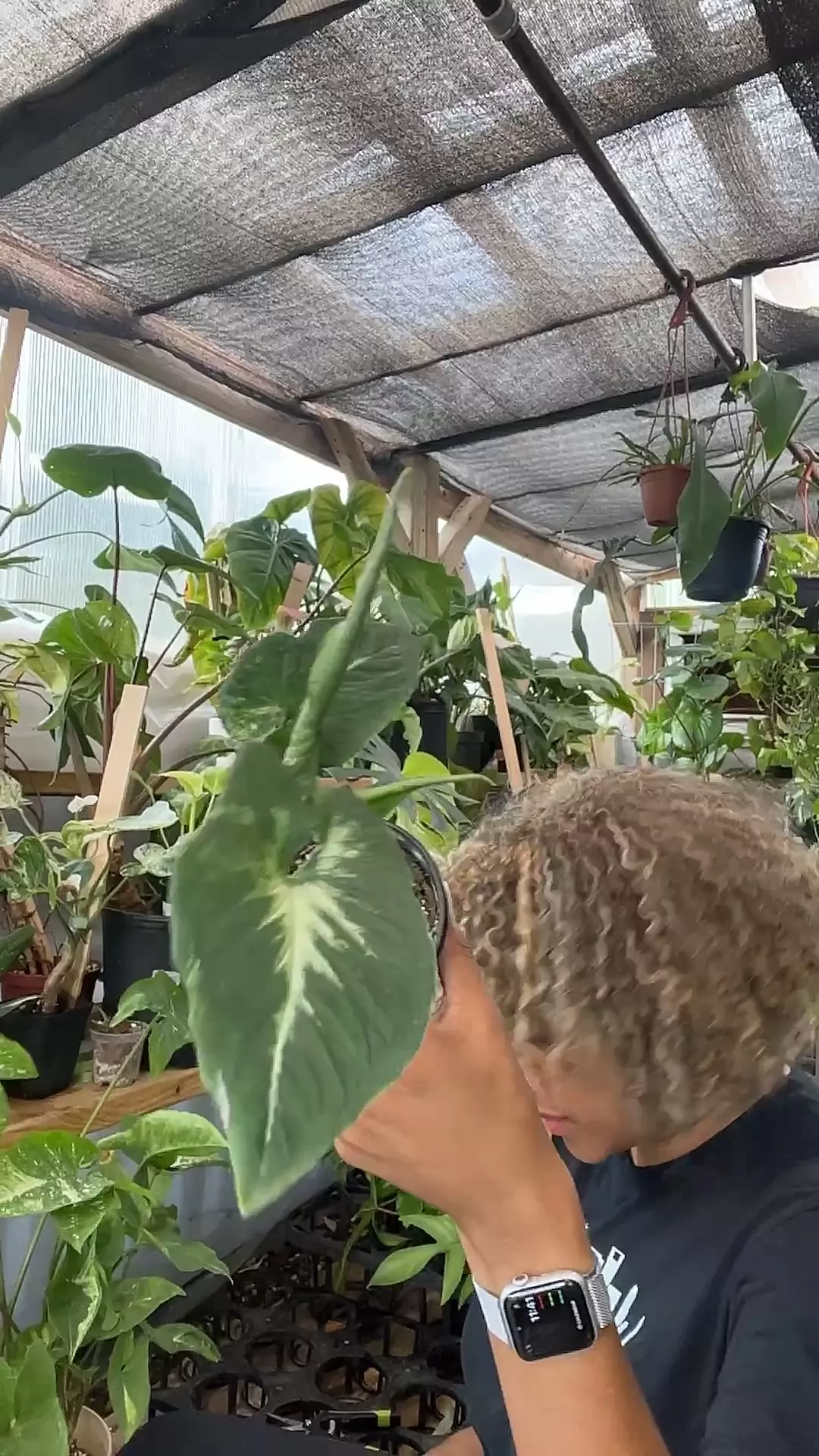 plant/scrambled eggs syngonium-0