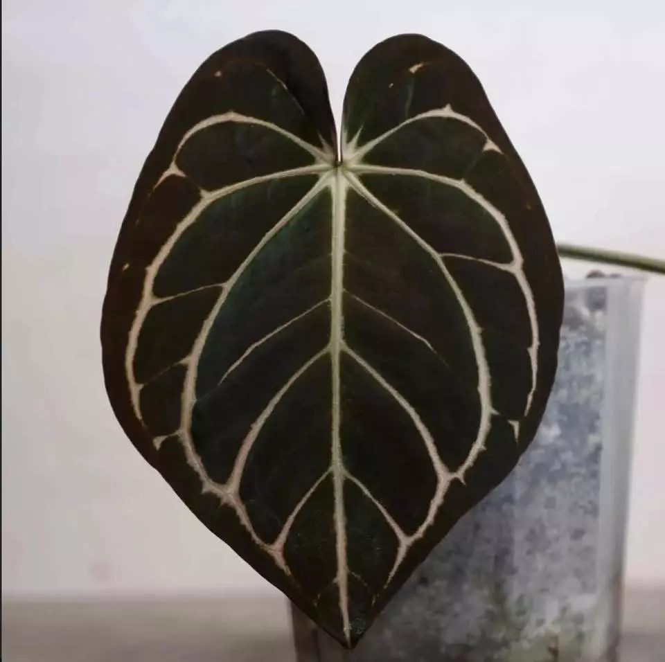 plant/anthurium Carla og4 x pm6 #3-1