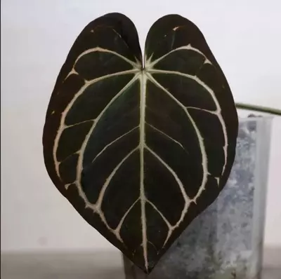 plant/anthurium Carla og4 x pm6 #3-1-thumbnail