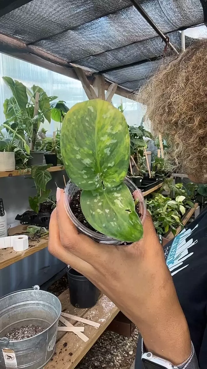 plant/Scindapsus sentarum-0