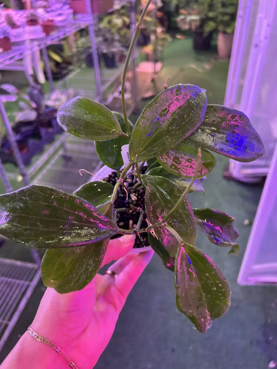 plant/1697 hoya quinquenervia-0