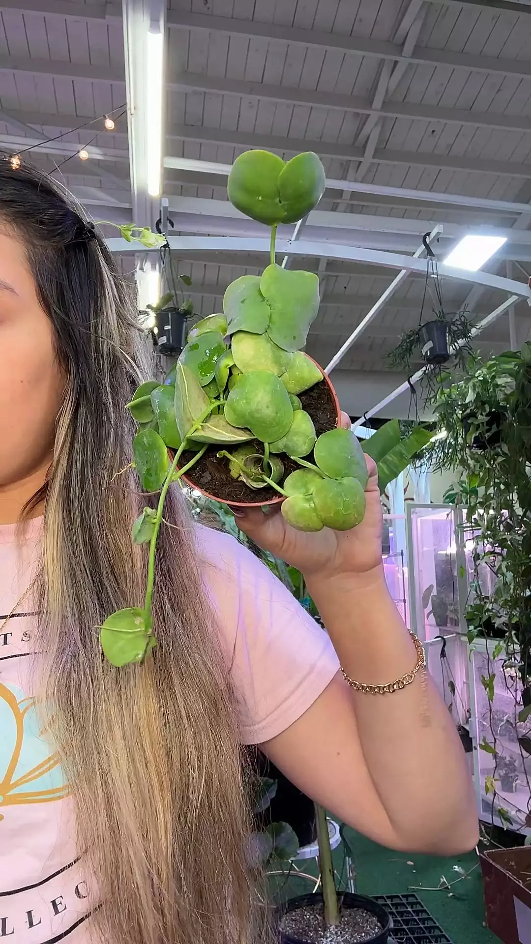 plant/Dischidia platyphylla  1676-0