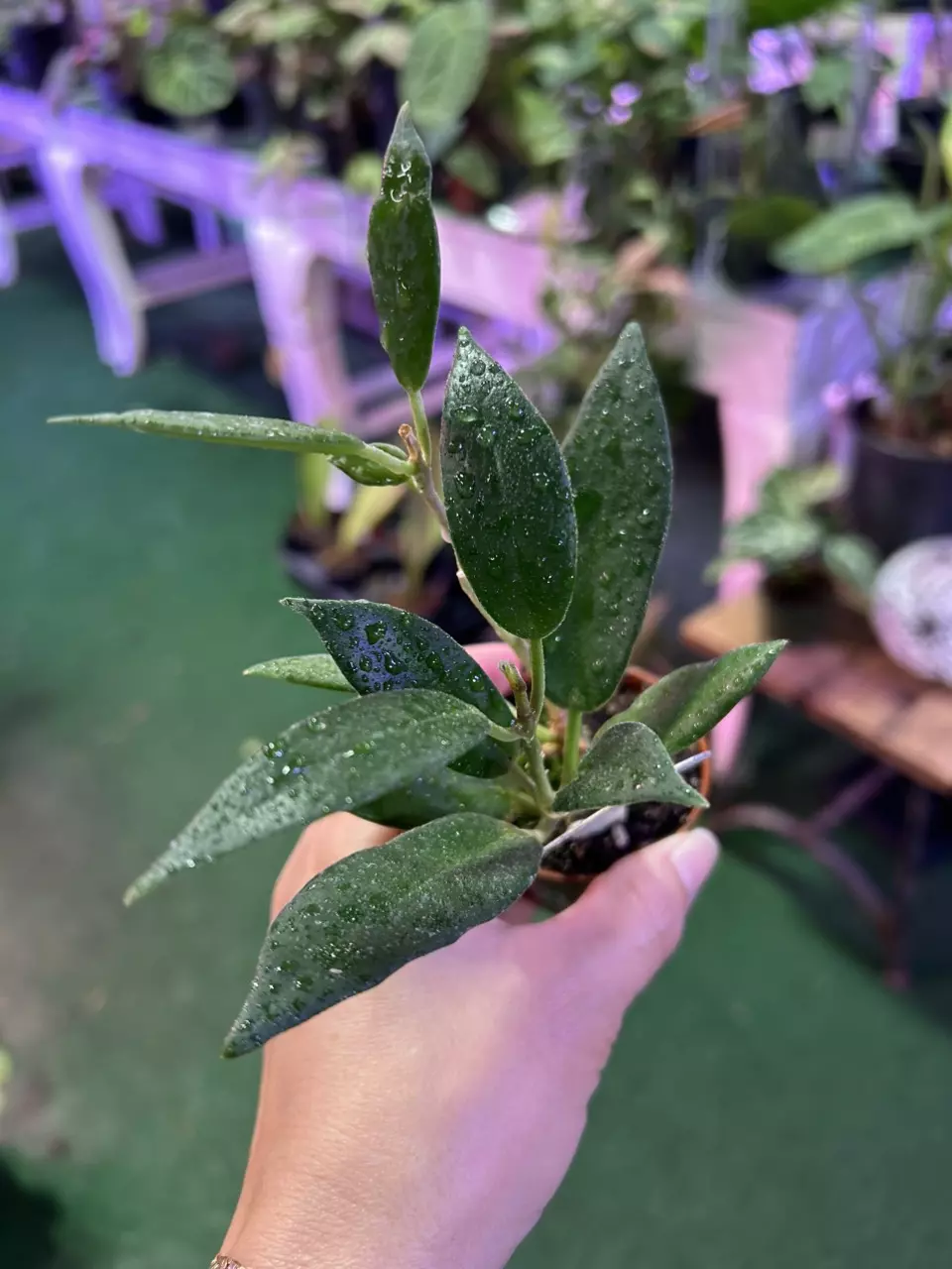 plant/hoya australis 0393 rubícola-0