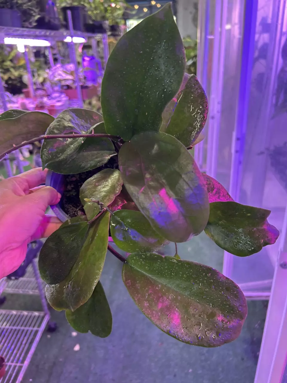 plant/1573 Hoya suriogaoensis-0