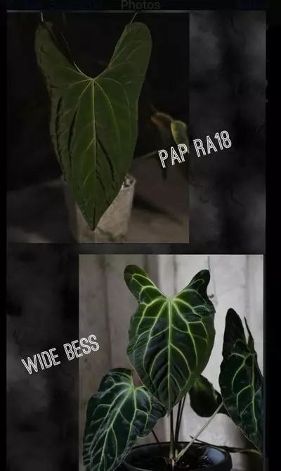 plant/anthurium Pap RA18 x Wide Bess #3-1-thumbnail