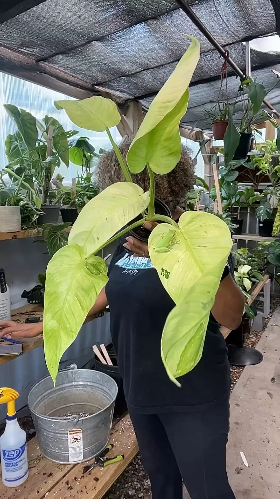 plant/philodendron Jose Buono fiesta-0