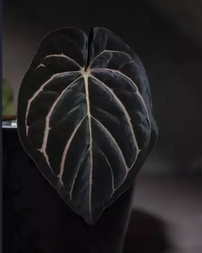 plant/anthurium bvep round bbl x Carla OG5 RA8 #4-2-thumbnail