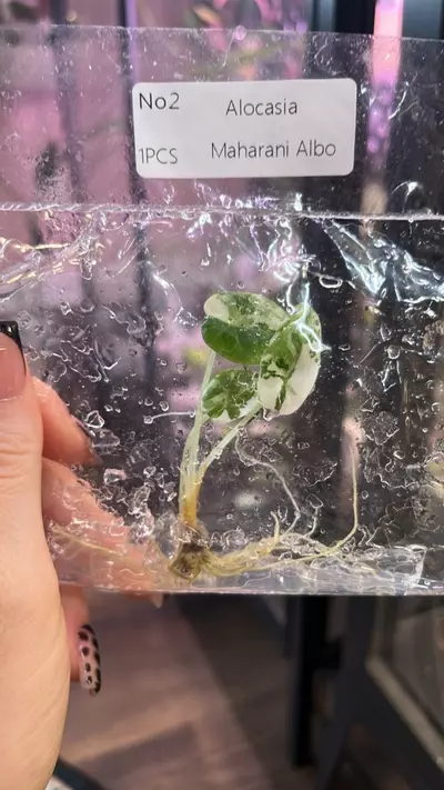 plant/918 - TC- Alocasia Maharani Albo-0-thumbnail