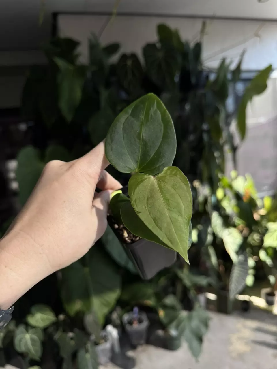 plant/anthurium Pap RA18 x Wide Bess #3-0