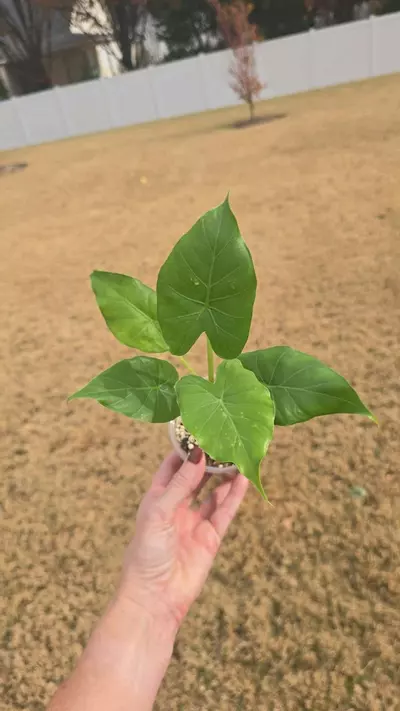 plant/Alocasia Gageana California 3.5"-0-thumbnail