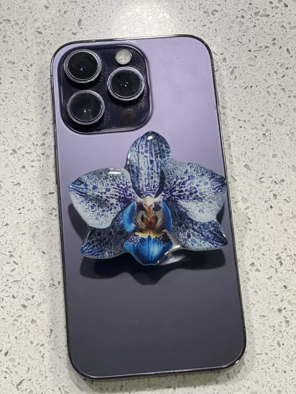 plant/Phone grip - Phal Cadiz blue dyed-0