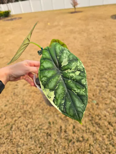 plant/1 CORM Alocasia Dragon Scale Albo-2-thumbnail