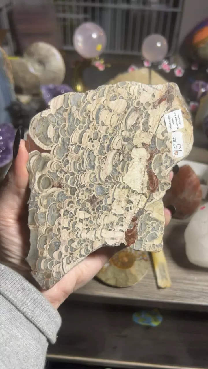 plant/Mushroom Jasper Slab-0
