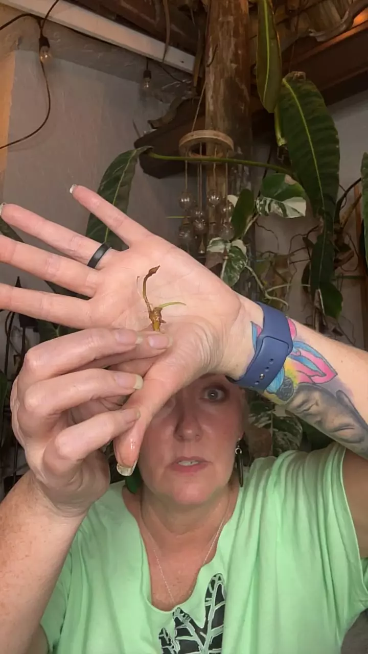 plant/CORM variegated Sinuata-0