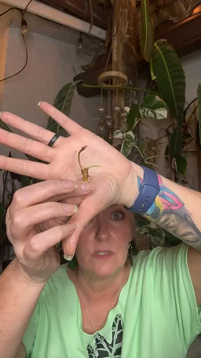 plant/CORM variegated Sinuata-0-thumbnail