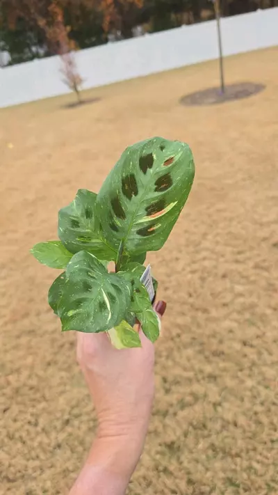 plant/Maranta Leuconeura Variegated 2"-0-thumbnail