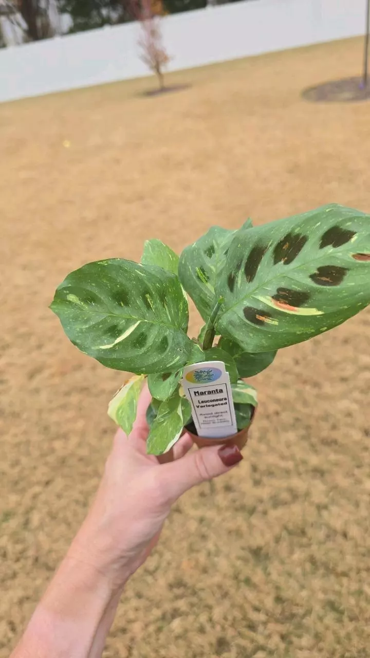 plant/Maranta Leuconeura Variegated 2"-1