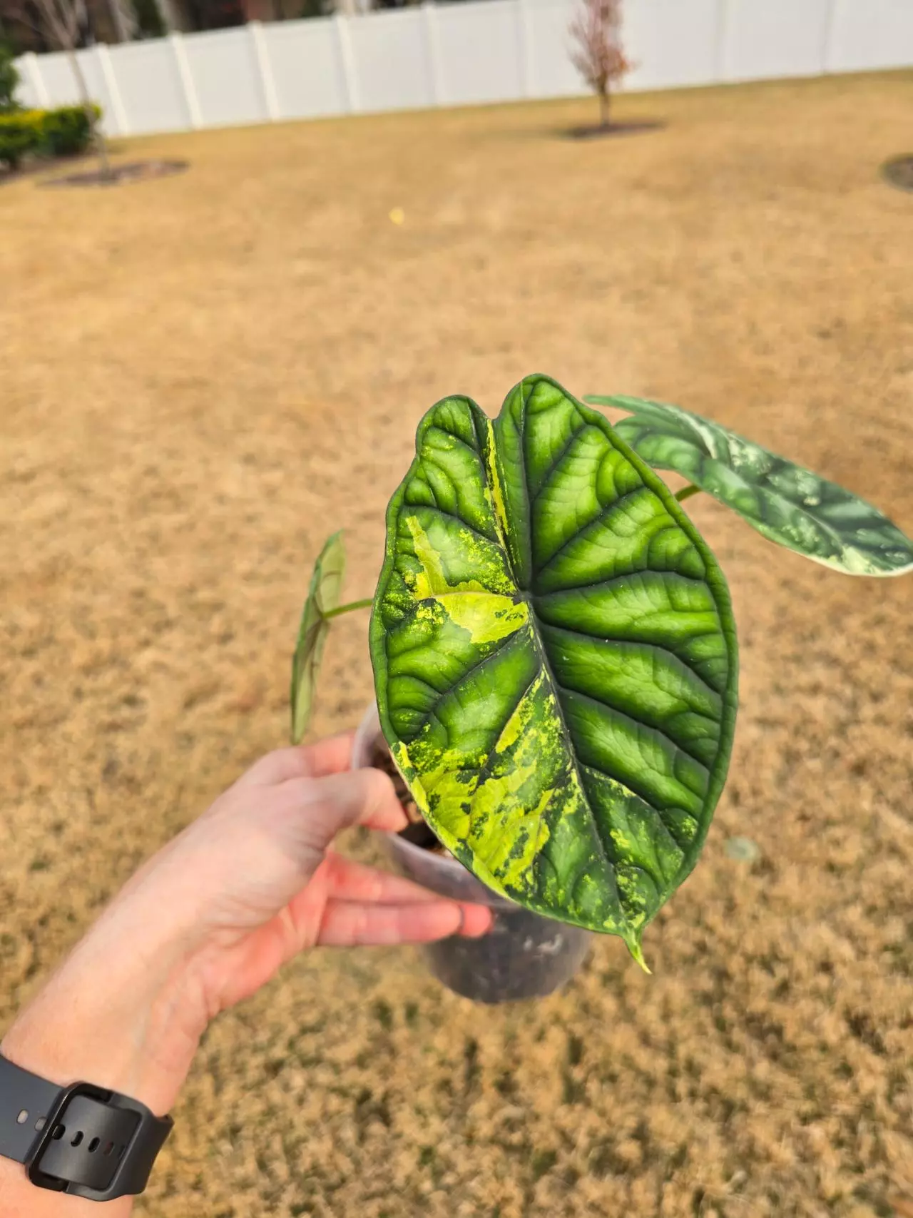 plant/1 CORM Alocasia Dragon Scale Albo-3