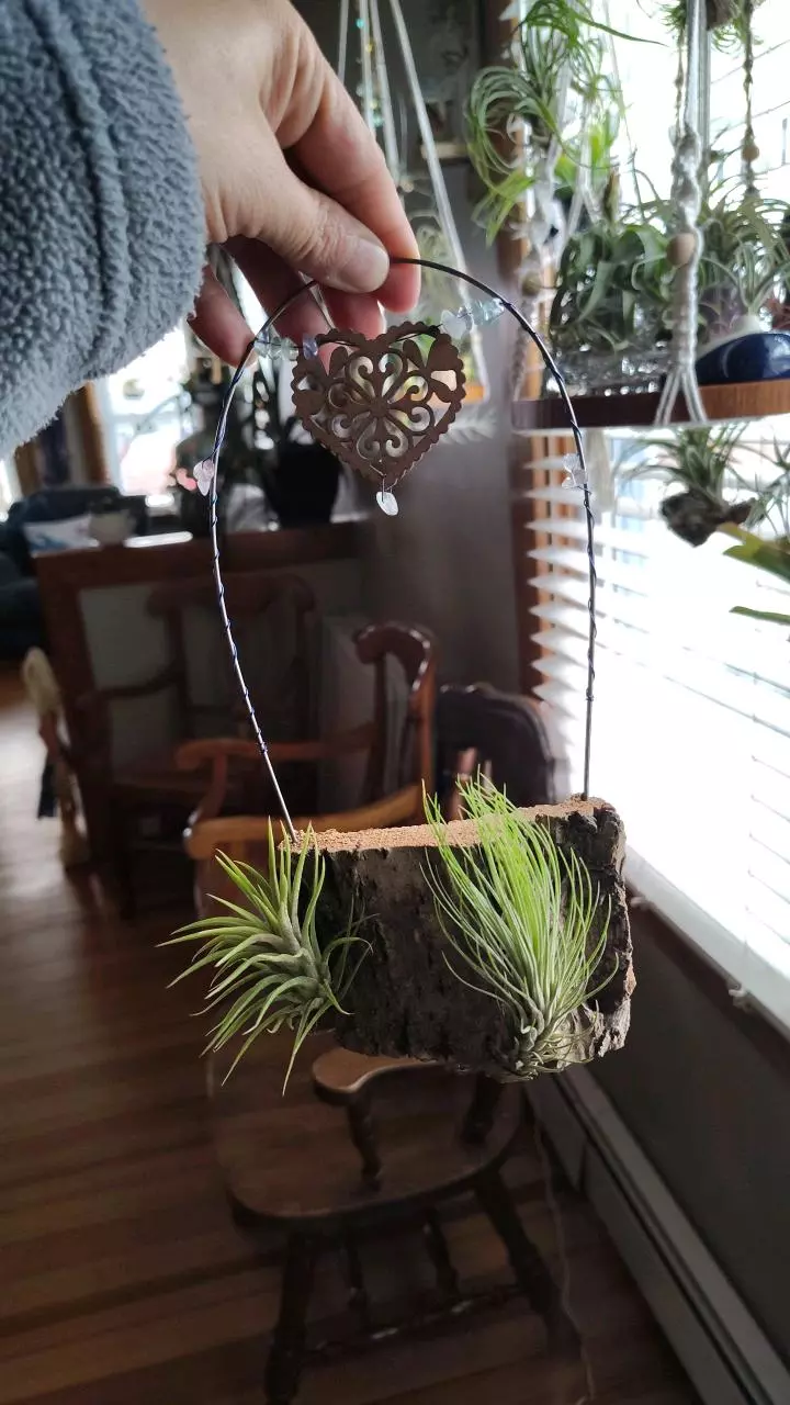 plant/Heart Rainbow Flourite Crystal Cork Bark Air Plant Hanger-0