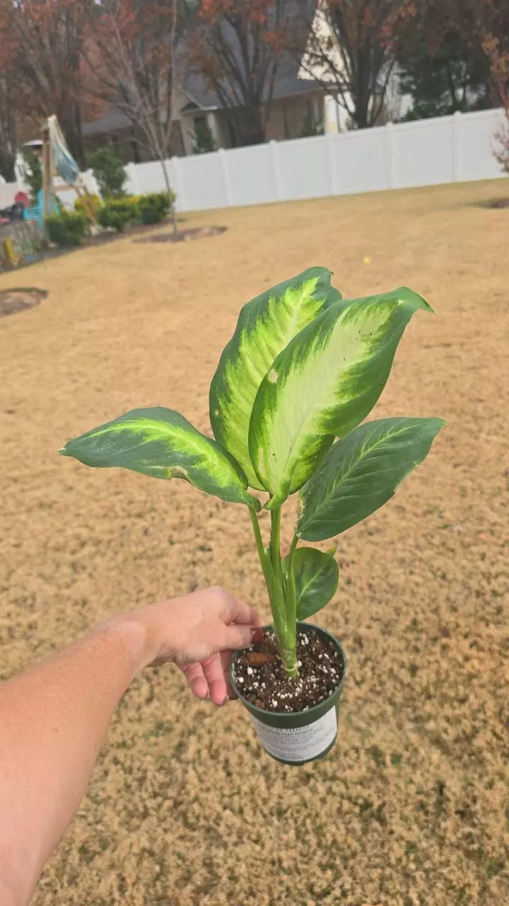 plant/Dieffenbachia Tropic Marianne Blemished 4"-1