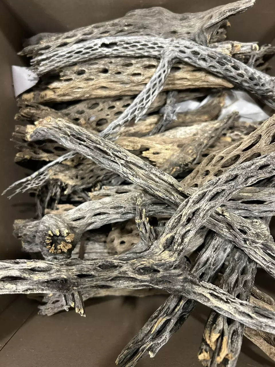 plant/Cholla wood 3 sticks-0