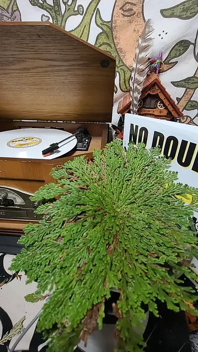 plant/XL rose of Jerico 195-0-thumbnail