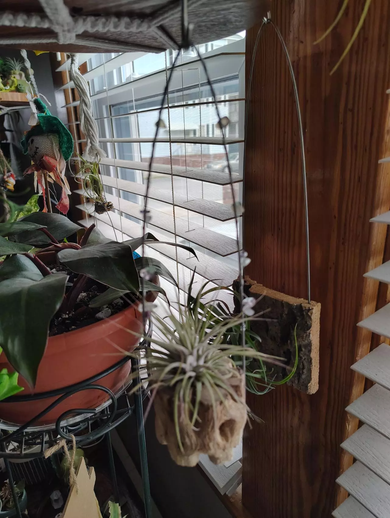 plant/Large Cholla Rainbow Flourite Crystal Wire Air Plant Hanger-0