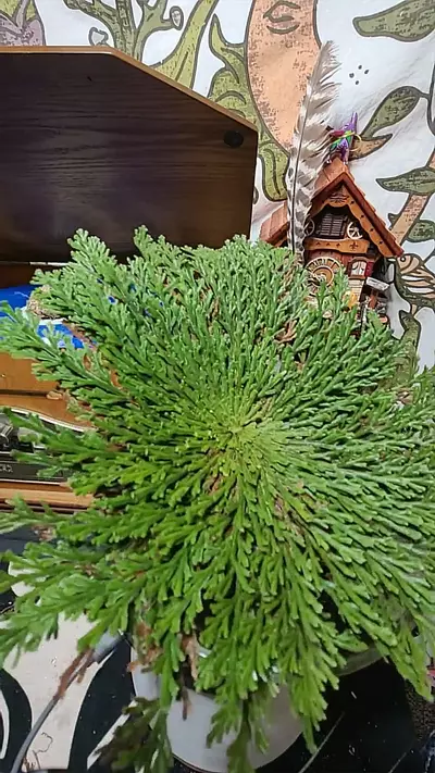 plant/XL rose of Jerico 11’ 192-0-thumbnail