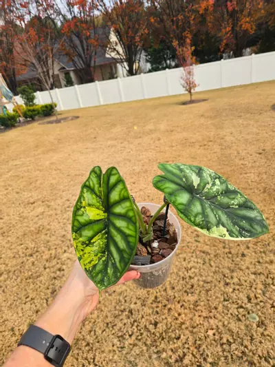 plant/1 CORM Alocasia Dragon Scale Albo-1-thumbnail