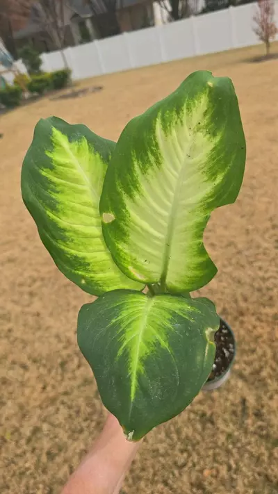 plant/Dieffenbachia Tropic Marianne Blemished 4"-0-thumbnail