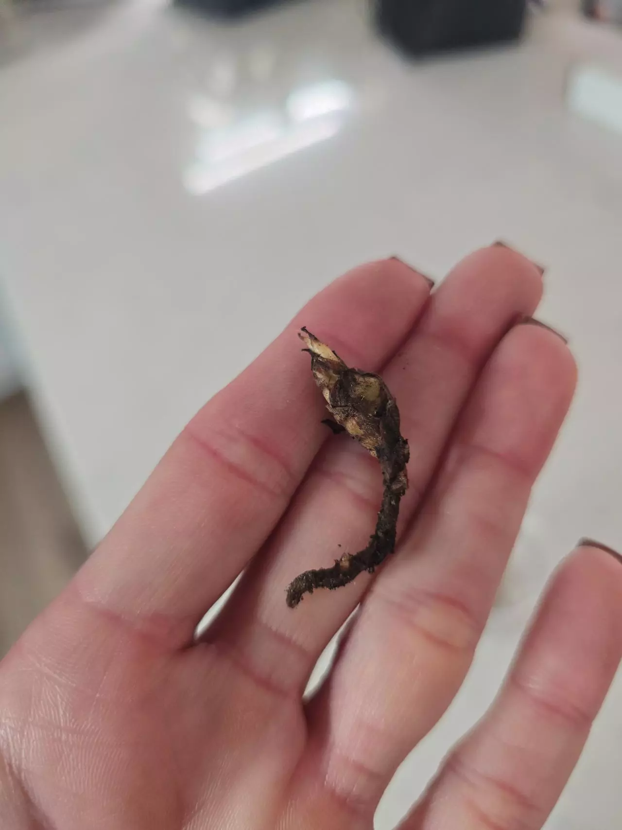 plant/1 CORM Alocasia Dragon Scale Albo-0